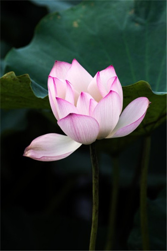 国学唐朝经典诗词【新制布裘】原文及解析