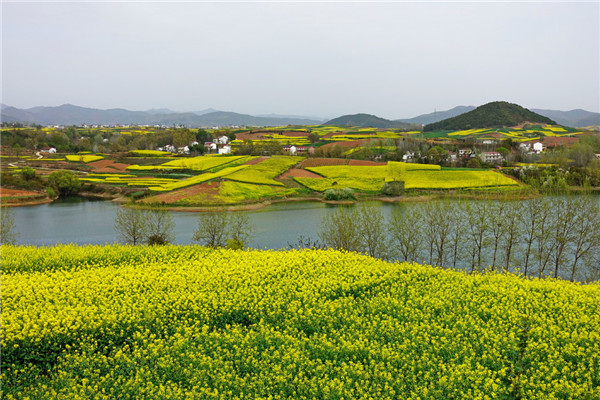 有关农业谚语大全,清水下种，混水插秧