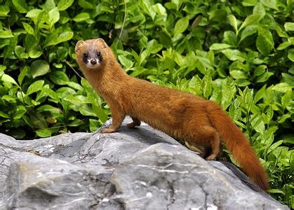 国学经典唐朝诗词【百炼镜－辨皇王鉴也】原文及解析