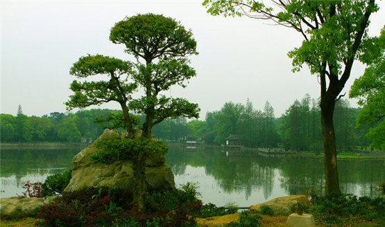 有关于夏至的谚语，经典的夏至民间谚语大全