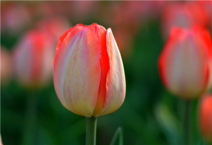 男人喝什么茶养生最好？枸杞茶可以保护视力防止眼疾