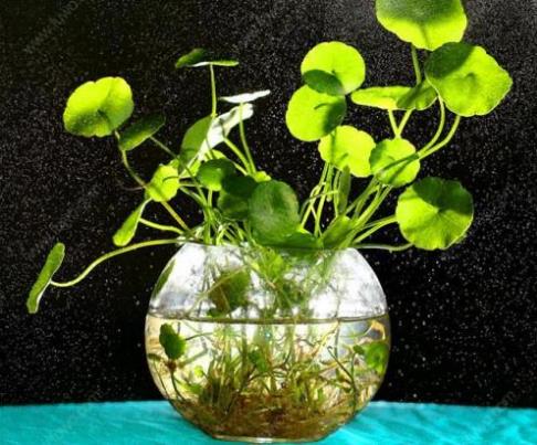 铜钱草在家居中有什么风水作用