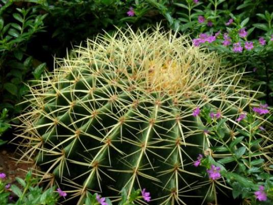 家里的植物也能破坏风水