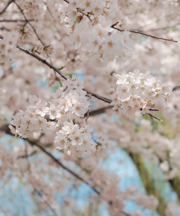 有关倒的名人名言大全，充当保人，倒楣之日就不远了