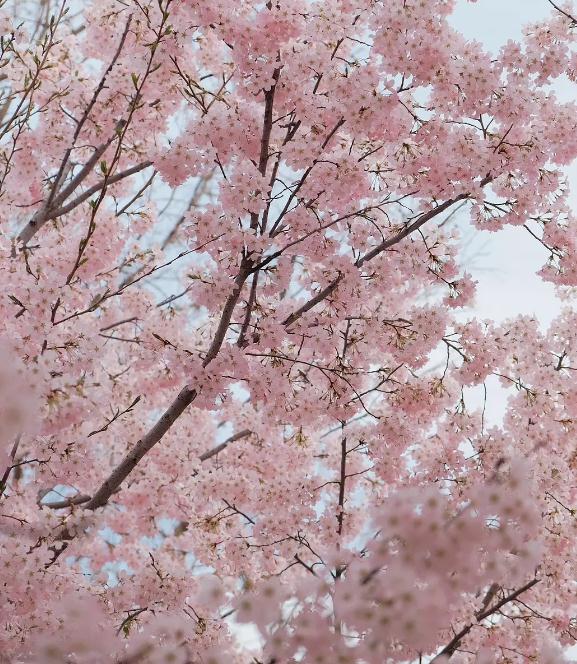 潮州音潮俗潮韵民谚方言,只欲树身企得正，不怕树尾风摇动