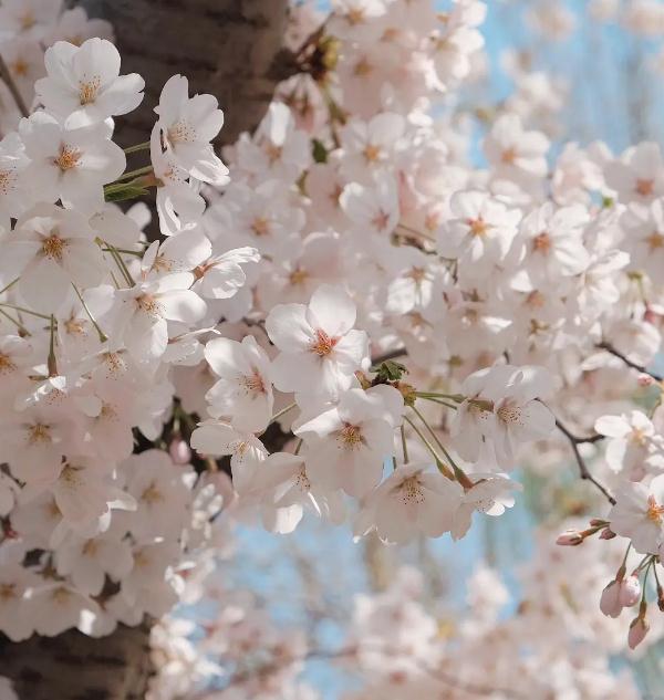 大树一倒，猢狲乱跑。(因果与条件谚语)