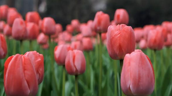 宁波话民谚,麻绳软雨水远，麻绳硬雨淋园