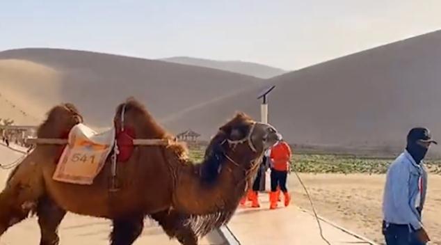 甘肃一景区设骆驼红绿灯，景区：骆驼绿灯骆驼走，人绿灯人走