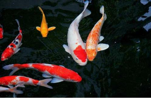 家居风水中招财锦鲤需要养几条最好