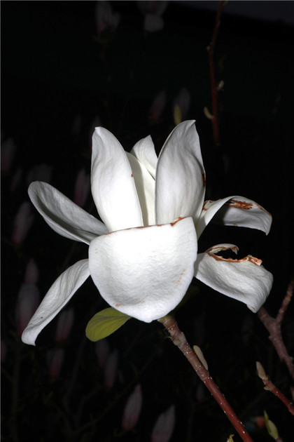 四川谚语集要（下）脚大江山稳，手长定乾坤