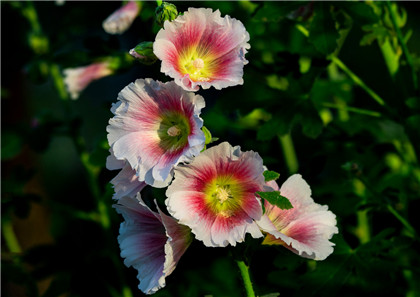 四川方言俗语词语集萃 9， H　耗子别手枪——起了打猫儿心肠