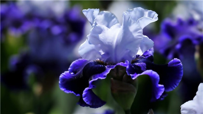 四川方言俗语词语集萃5，d　单身汉，银钱多，娶了婆娘烧不起锅