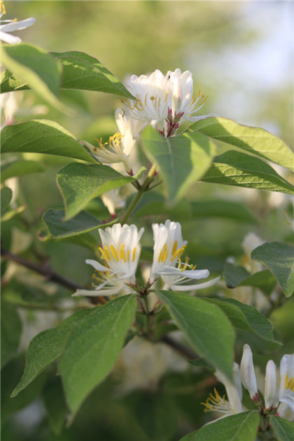 清朝大臣曾国藩名言名句－两目神正其人正，神邪其人奸