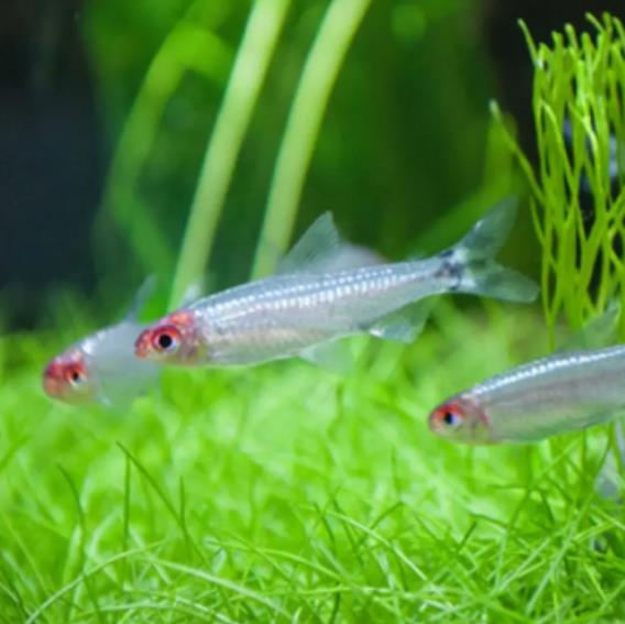 观赏鱼缸应该摆放在那个位置财运好