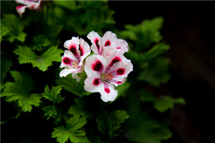 国学经典唐诗三百首【杨柳枝词八首】原文及解析