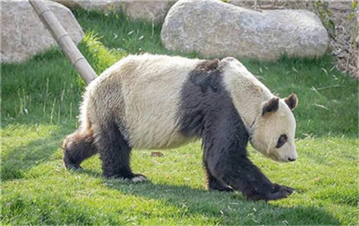 国学经典唐诗三百首【钱塘湖春行】原文及解析