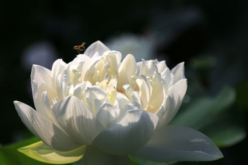 梅花易数如何解卦？