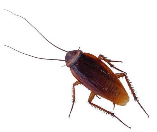 家居风水中家里出现蟑螂到底预示着什么