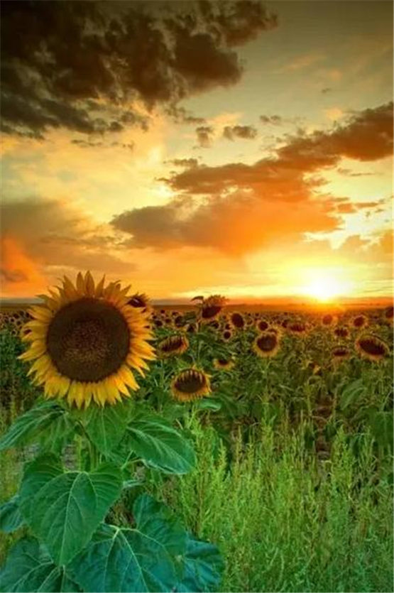 火疗的治疗范围，火疗治疗哪些病