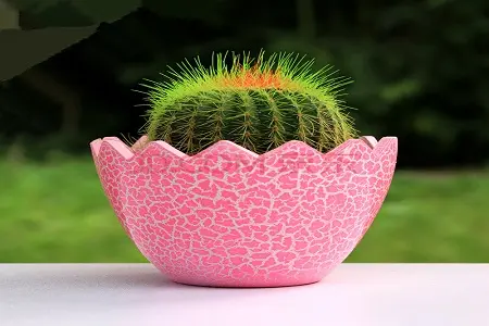 办公室植物的风水，你知道吗？