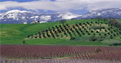 解读糖尿病可以吃什么水果