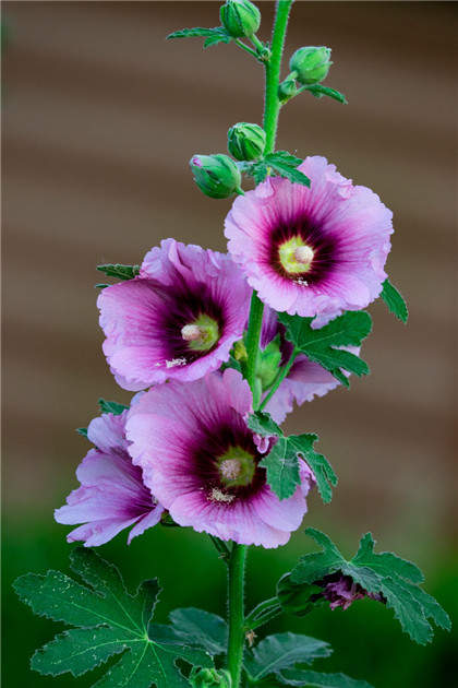 春季“桃花癣”中医治疗有妙方，内服疏散风邪，外用局部护理