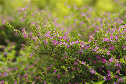 中医用药归经、引经之说,骨伤科引经药因部位而异