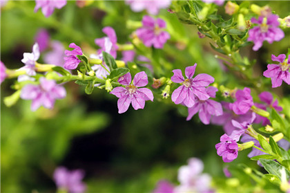 国学经典唐诗三百首【湘灵鼓瑟】原文及解析