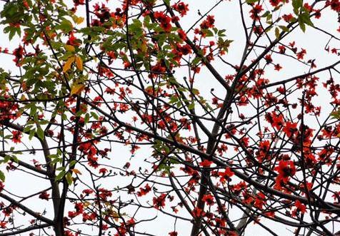 国学经典唐诗三百首【寻陆鸿渐不遇】原文及解析