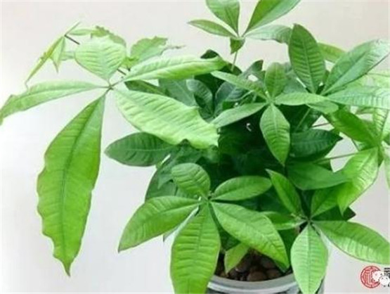 傣医望、问、摸诊断方法