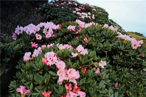 国学经典唐诗三百首【塞下曲】原文及解析 国学经典唐诗三百首【塞下曲】原文及解析