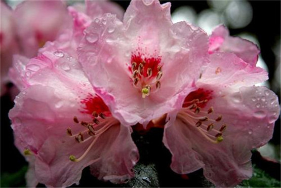 国学经典唐诗三百首【同从弟南斋玩月忆山阴崔少府】原文及解析