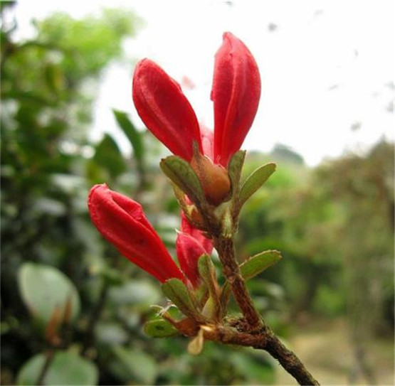 国学经典唐诗三百首【凉州词】原文及解析