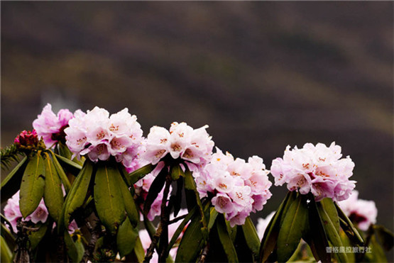 中风后遗症吞咽困难怎么治疗？