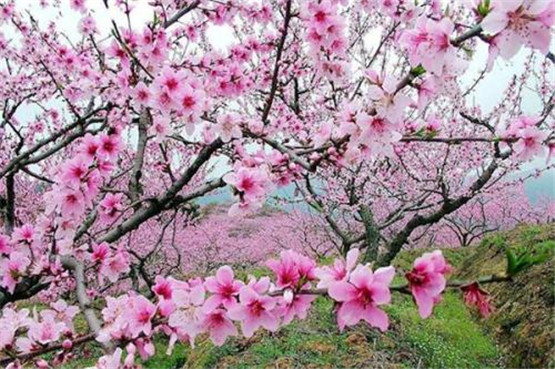 国学经典唐诗三百首【登鹳雀楼】原文及解析