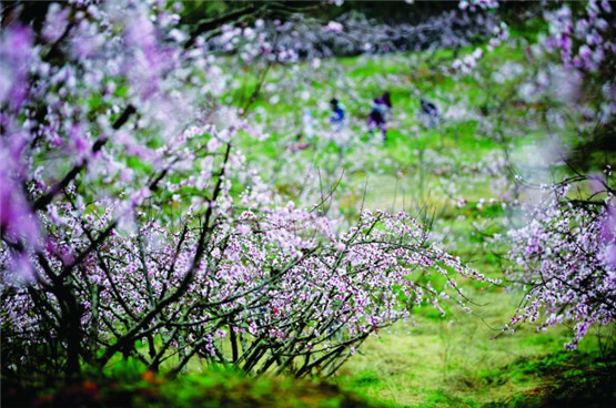 中医是怎样看舌识病的，舌色鲜红而平，往往表明患有糖尿病