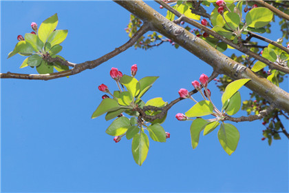 国学经典唐诗三百首【满宫花】原文及解析