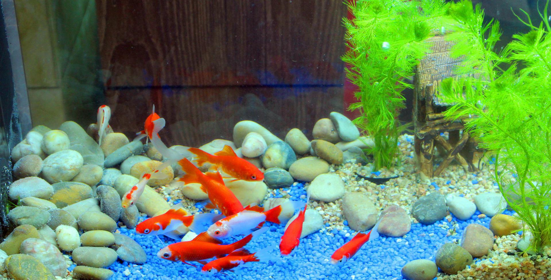 公司风水鱼缸可以用二手的么