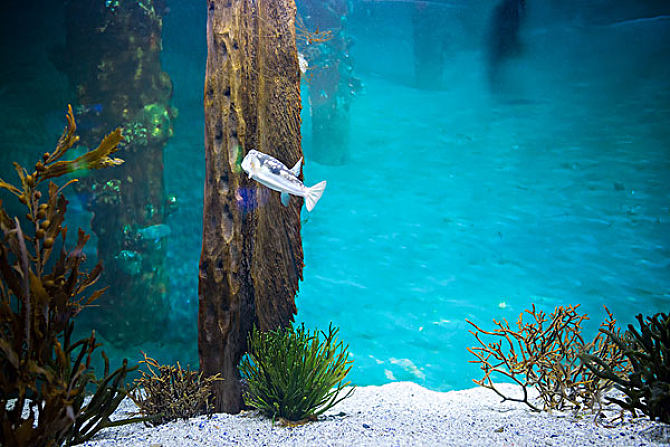 公司风水鱼缸可以用二手的么