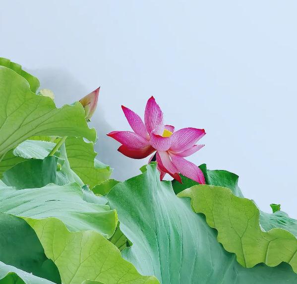 穴位养生　为什么“四总穴歌”这么重要？