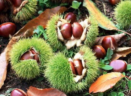 板栗树风水讲究