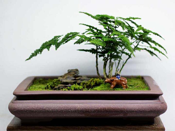 文竹放在哪里风水好？