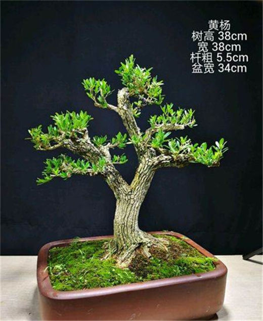 国学经典宋词【秦楼月/忆秦娥】原文及解析