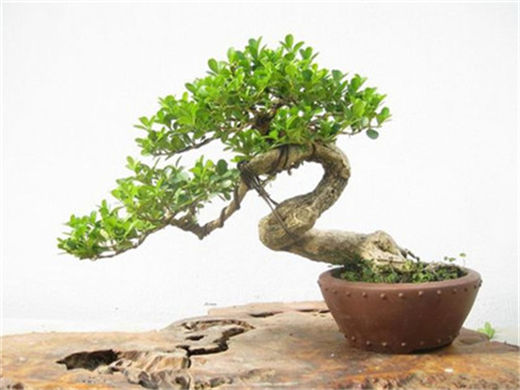 国学经典宋词【解连环】原文及解析