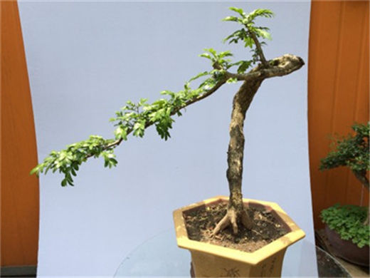 睡眠是补充体力最好的方式，失眠了怎么办？