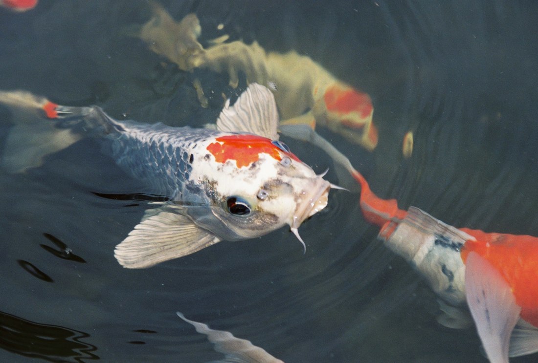 养风水鱼的重点和鱼缸摆放