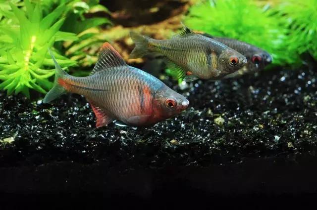 养风水鱼四大要点