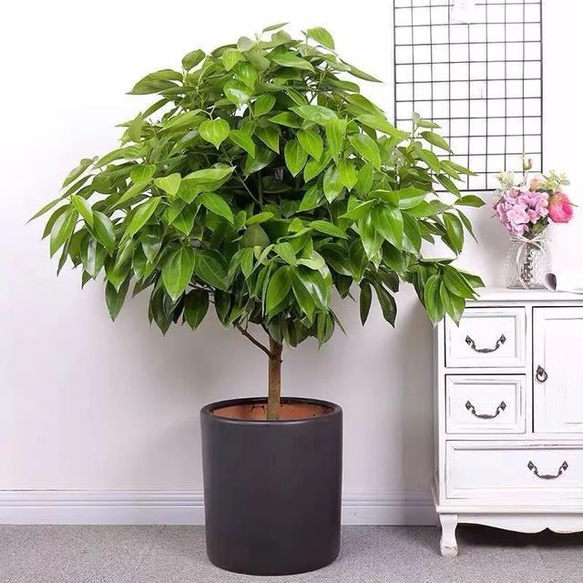 卫生间什么植物旺风水