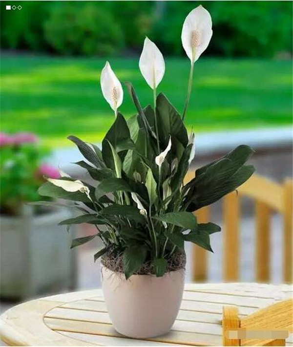 武术家使用的舒筋活络中药酒　每天外搽三到五次除湿止痛