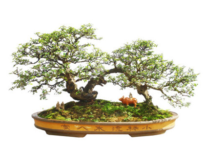 食物相克 不能一起同时吃的东西